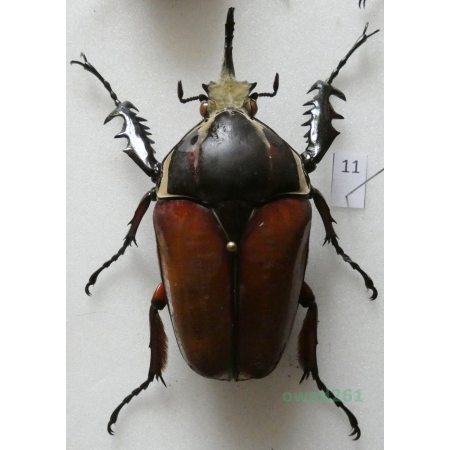 Mecynorhina ugandensis (Moser, 1907) male ex. ovo Uganda11